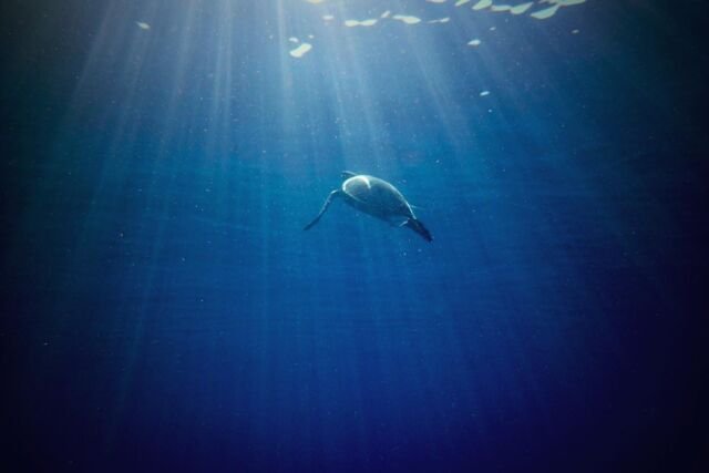 “The ocean connects, sustains, and supports us all. Yet its health is at a tipping point and so is the well-being of all that depends on it. As the past years have shown us, we need to work together to create a new balance with the ocean that no longer depletes its bounty but instead restores its vibrancy and brings it new life.” 

United Nation World Oceans Day 2022
>> Revitalisation: Collective Action for the Ocean - www.unworldoceansday.org 

What we call “The Earth” should really be called “The Ocean” as it covers more than 70% of the surface of our planet. And about 97% of the Earth's water can be found in our ocean.

Now more than ever our ocean needs us to ensure their longevity.

✨ How can yoga help our Ocean? ✨ 

Ahimsa, the very first of the Yamas as defined by Patanjali. Non-violence to all living creatures. As we establish ourselves in kindness we start to see the connection between us - as individuals, the collective, and the word we live in - our environment.

“Individually, we are one drop. Together, we are an ocean.” – Ryunosuke Satoro

📷 @chris.fenet

#honuyoga #worldoceansday #revitalisetheocean #turtle #underwaterphotography #ahimsa #protecttheoceans